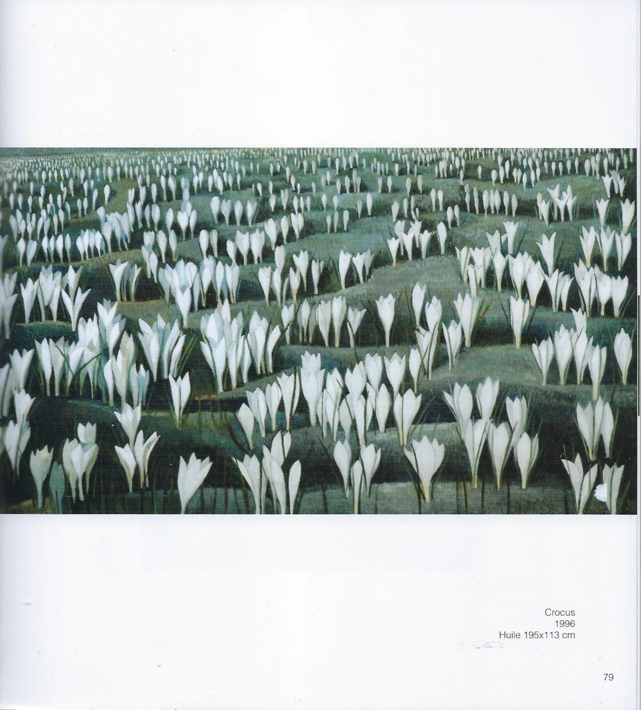 Crocus, Mizette Putallaz, 1996